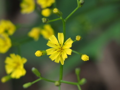 Ixeridium laevigatum