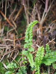 Lindsaea orbiculata