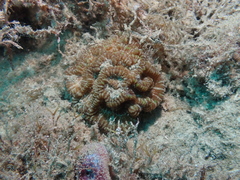 Australophyllia wilsoni