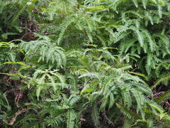 Dicranopteris pedata