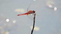 Crocothemis servilia