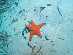 Anthaster valvulatus