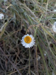 Leucochrysum albicans