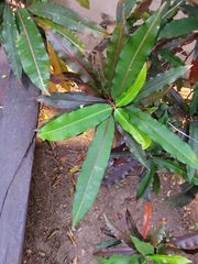 Codiaeum variegatum