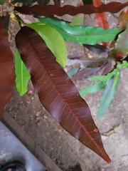 Codiaeum variegatum