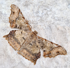 Krananda semihyalina