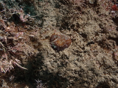 Australophyllia wilsoni