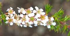 Leptospermum squarrosum