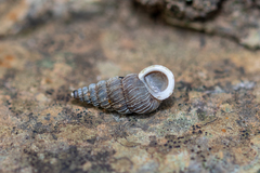 Obscurella bicostulata