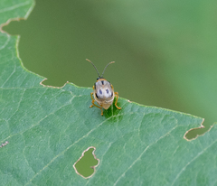Diabroticina
