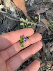 Veronica calycina
