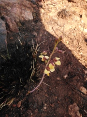 Eulophia tuberculata