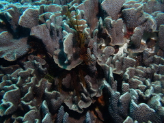 Duncanopsammia peltata