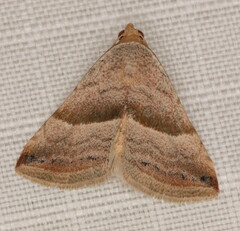Eublemma mesophaea