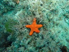 Pentagonaster duebeni