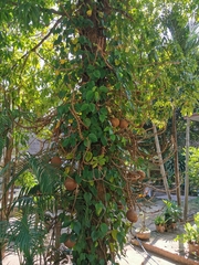Couroupita guianensis