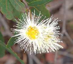 Angophora hispida