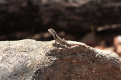 Diporiphora