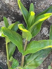 Veronica anagallis-aquatica