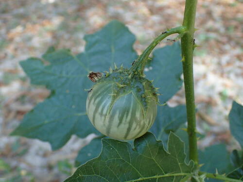 Solanum dasyphyllum image