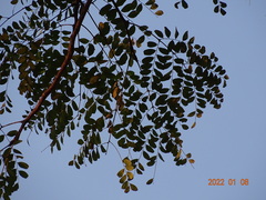 Amblygonocarpus andongensis image