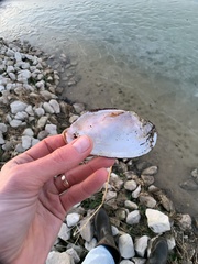 Uniomerus tetralasmus