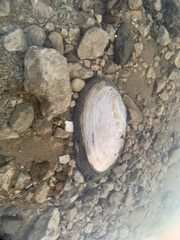 Uniomerus tetralasmus