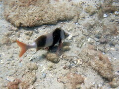 Pseudogoniistius nigripes