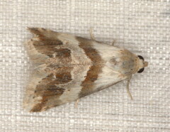Eublemma ornatula