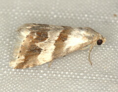 Eublemma ornatula