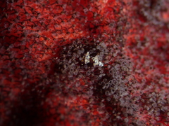 Entoprocta