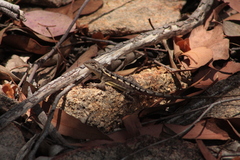 Diporiphora