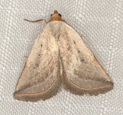 Eublemma penicillata