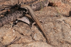 Trachylepis laevigata