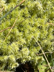 Tortella squarrosa
