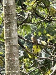 Megarynchus pitangua