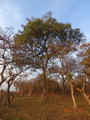Amblygonocarpus andongensis image