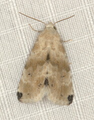 Eublemma pennula