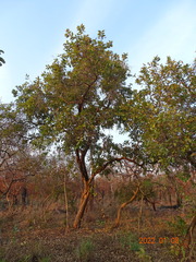 Crossopteryx febrifuga