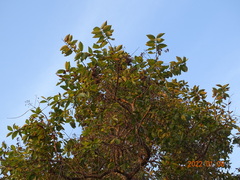 Crossopteryx febrifuga