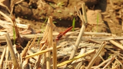 Crocothemis servilia