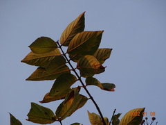 Crossopteryx febrifuga