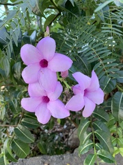 Cryptostegia madagascariensis