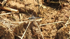 Diplacodes trivialis