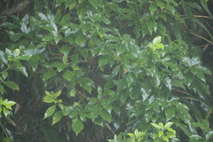 Dendropanax dentiger