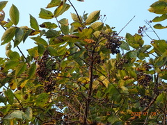 Crossopteryx febrifuga