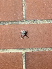 Hortophora