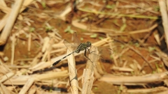 Orthetrum sabina
