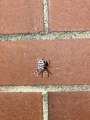 Hortophora