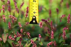 Persicaria longiseta